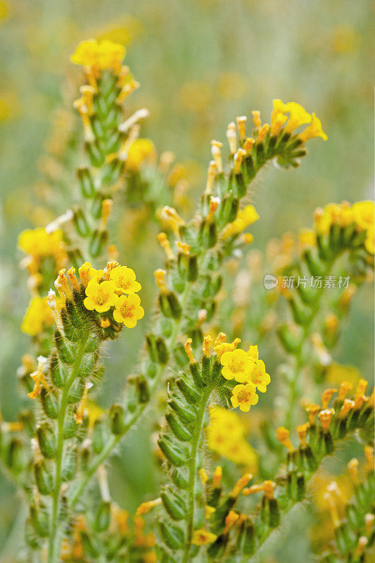 一种黄色的头状花序，是一种普通的小提琴颈菊，amsinkia intermedia